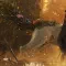 Beast of Reincarnation 轮回之兽 [DLC 解锁补丁_凝聚力] [Steam & Xbox]