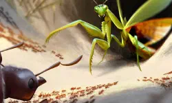 Empires of the Undergrowth 地下蚁国 [DLC 解锁补丁_凝聚力] [Steam]