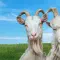 Goat Simulator 3 模拟山羊 3 [DLC 解锁补丁_凝聚力] [Steam & Epic & Xbox]
